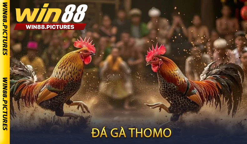 Đá gà Thomo